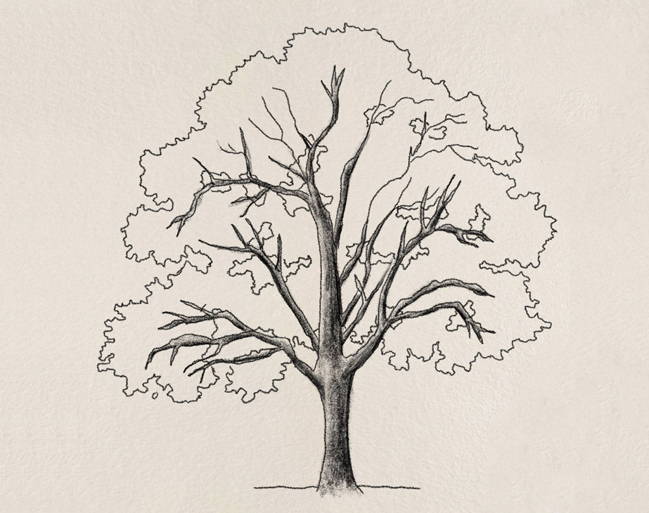 Trees Drawing Tutorials